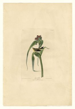 Lámina 30. Reinita de vigor Lámina 30. Reinita de vigor