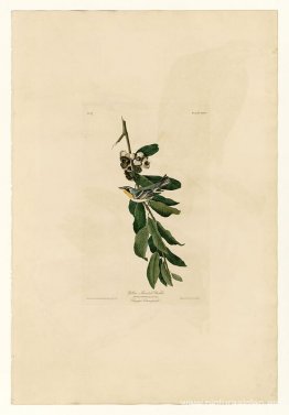 Lámina 85 Reinita garganta amarilla Lámina 85 Reinita garganta amarilla