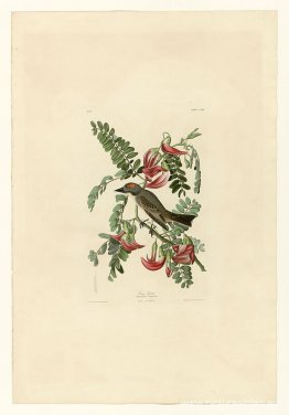 Lámina 170 Tirano Gris Lámina 170 Tirano Gris