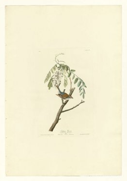 Lámina 104 Gorrión chirriador Lámina 104 Gorrión chirriador