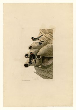 Lámina 68 Republicano o Cliff Swallow Lámina 68 Republicano o Cliff Swallow