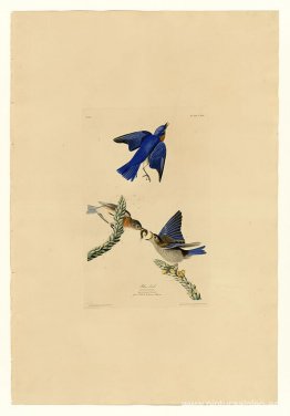 Lámina 113 Pájaro azul Lámina 113 Pájaro azul