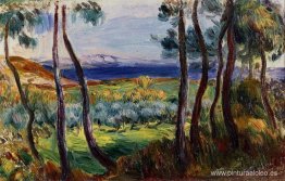 Pinos en las cercanías de Cagnes Pinos en las cercanías de Cagnes