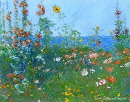 Amapolas, Islas de Shoals 03 Amapolas, Islas de Shoals 03