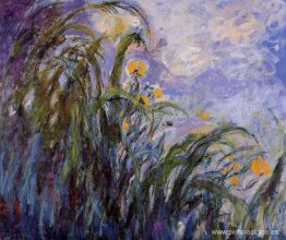 Iris amarillos Iris amarillos