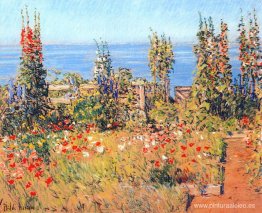 Malvarrosas, Islas de Shoals Malvarrosas, Islas de Shoals