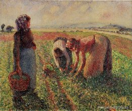 Recogiendo guisantes Recogiendo guisantes