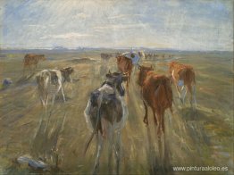 Largas sombras. Ganado en la isla de Saltholm Largas sombras. Ganado en la isla de Saltholm