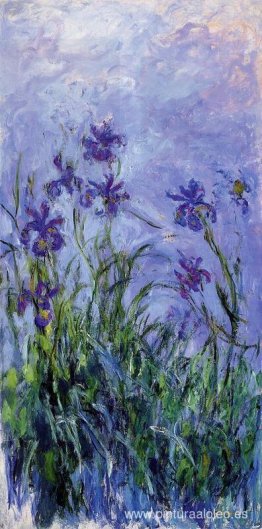 Iris lilas Iris lilas