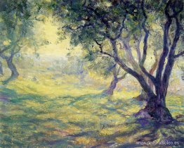 Olivar Provincial Olivar Provincial