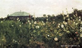 Malvarrosas en la región de Saratov Malvarrosas en la región de Saratov