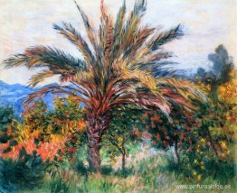 Palmera en Bordighera Palmera en Bordighera
