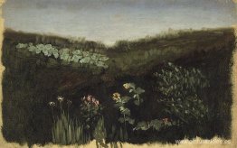 Girasoles. Crimea Girasoles. Crimea