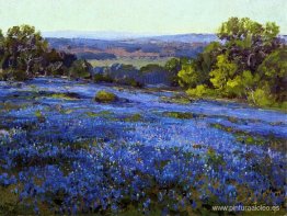 Bluebonnets, al final de la tarde, al norte de San Antonio Bluebonnets, al final de la tarde, al norte de San Antonio