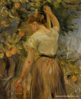 Mujer joven recogiendo naranjas Mujer joven recogiendo naranjas