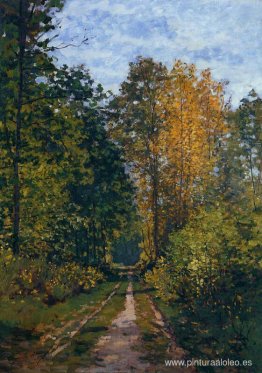 Camino boscoso Camino boscoso