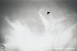 "Intitulado" "Intitulado"