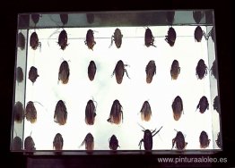 Caja de cucarachas Caja de cucarachas