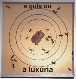 Caja de hormigas Caja de hormigas