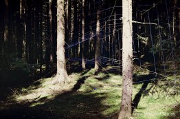 Red Efímera (Bosque de Deia) Red Efímera (Bosque de Deia)