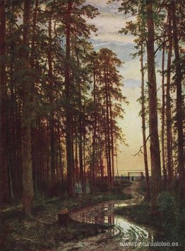 Tarde en un bosque de pinos Tarde en un bosque de pinos