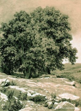 Nuez de Crimea Nuez de Crimea