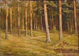 bosque de pinos bosque de pinos