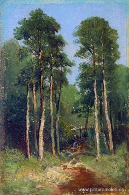 Arroyo del bosque Arroyo del bosque