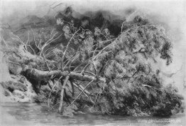 Árbol caído. Síverskaya Árbol caído. Síverskaya