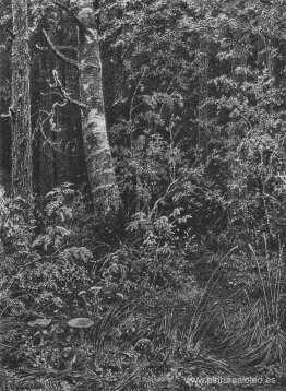 Matorral Matorral