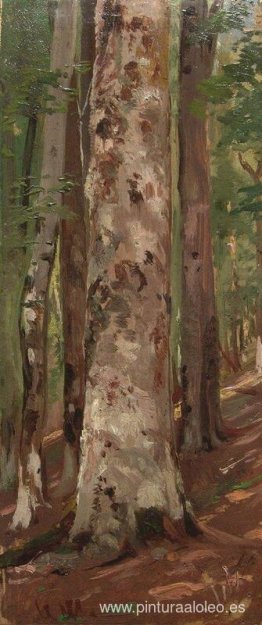Bosque Bosque