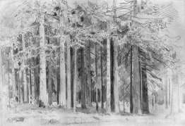 Bosque Bosque