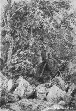 Árboles cerca de un arroyo en el monte Castel Árboles cerca de un arroyo en el monte Castel