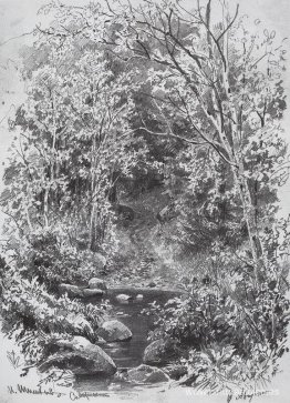 Arroyo del bosque Arroyo del bosque