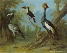 Grulla damisela, tucán y grulla copetuda Grulla damisela, tucán y grulla copetuda