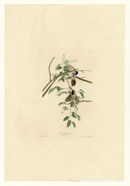 Lámina 160 Carbonero Cabecinegro Lámina 160 Carbonero Cabecinegro