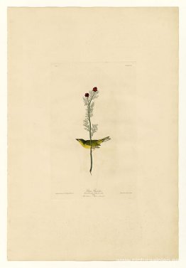 Lámina 9 Papamoscas de Selby Lámina 9 Papamoscas de Selby