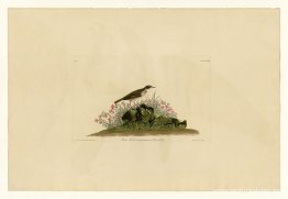 Lámina 80 Alondra de la pradera Lámina 80 Alondra de la pradera