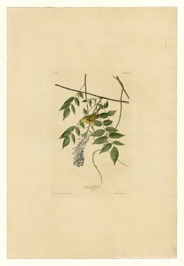 Lámina 95 Reinita de cabeza amarilla Lámina 95 Reinita de cabeza amarilla