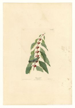 Lámina 49. Reinita azul verdosa Lámina 49. Reinita azul verdosa