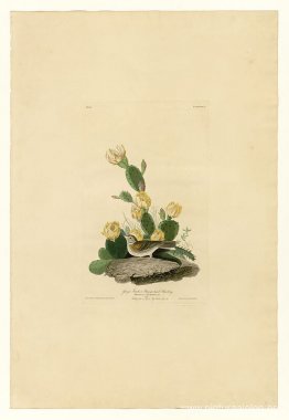 Lámina 94 Pinzón herbívoro o escribano alado de bahía Lámina 94 Pinzón herbívoro o escribano alado de bahía