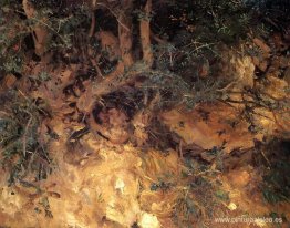 Valdemosa, cardos y hierbas de Mallorca en la ladera de una coli Valdemosa, cardos y hierbas de Mallorca en la ladera de una coli