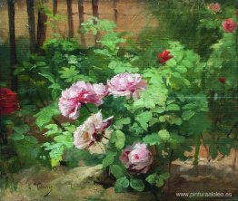 rosas rosas