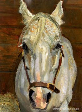 Castrado gris Castrado gris