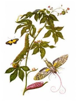 Placa que muestra las etapas de Cocytius antaeus, de Metamorphos Placa que muestra las etapas de Cocytius antaeus, de Metamorphos