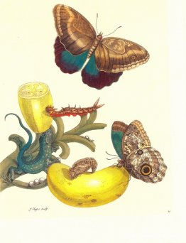Lámina #23- Musa paradisiaca, Caligo teucer y Cnemidophorus lemn Lámina #23- Musa paradisiaca, Caligo teucer y Cnemidophorus lemn