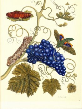 Placa de una polilla (Eumorpha labruscae) que se alimenta de uva Placa de una polilla (Eumorpha labruscae) que se alimenta de uva