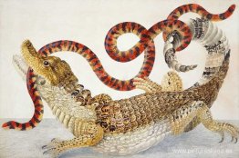 Caimán de Anteojos (Caiman crocodilus) y una falsa serpiente de Caimán de Anteojos (Caiman crocodilus) y una falsa serpiente de