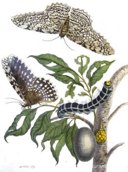 de Metamorphosis insectorum Surinamensium, lámina XX. (Thysania de Metamorphosis insectorum Surinamensium, lámina XX. (Thysania