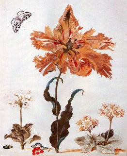 Un tulipán loro, aurículas y grosellas rojas, con una polilla ur Un tulipán loro, aurículas y grosellas rojas, con una polilla ur